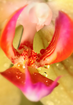 Orchid 3.jpg