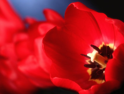 Tulip 5.jpg