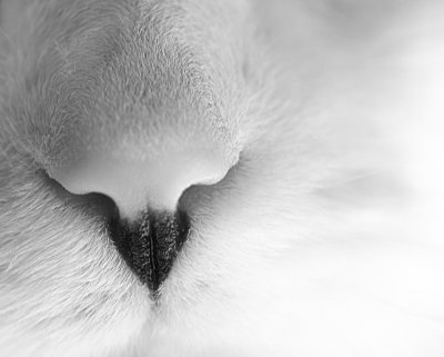 Cat Nose bw 2.jpg