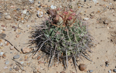 Echinocactus texensis