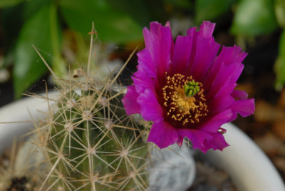 Echinocereus enneacanthus (Cultivated)