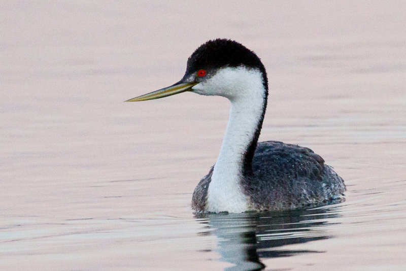 Western Grebe