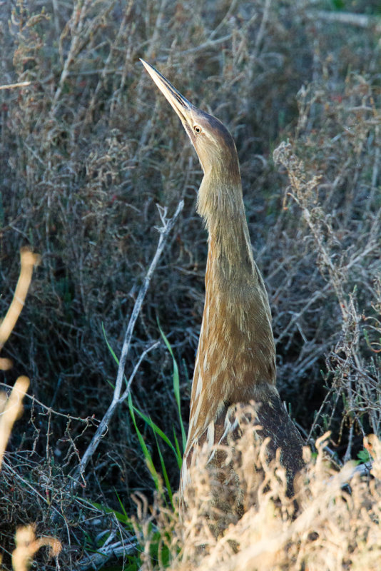 American Bittern