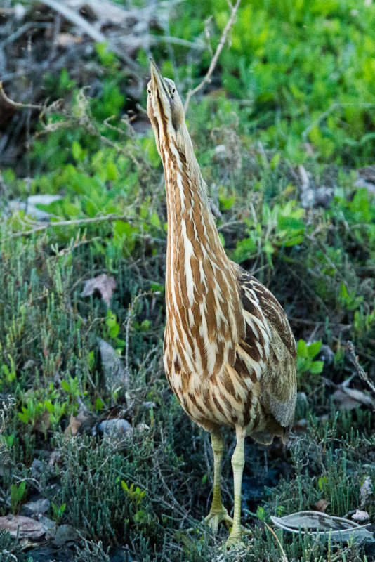 American Bittern