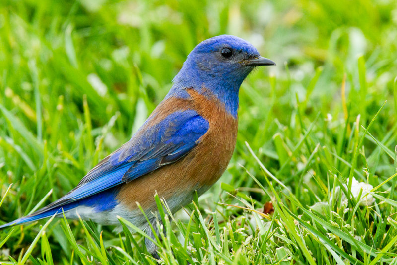 Western Bluebird