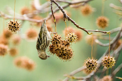 Pine Siskin