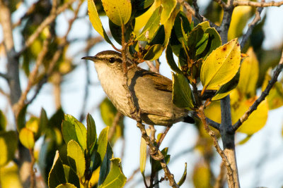 Wrens and Kinglets