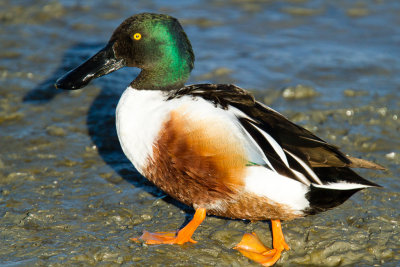 Northern Shoveler