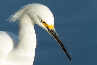 Snowy Egret