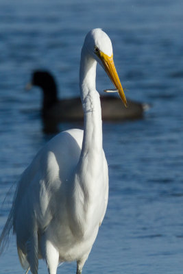 Great Egret with fish