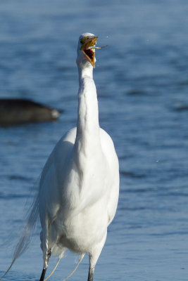 Great Egret swallowing fish