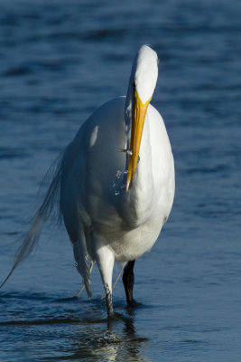 Great Egret with fish