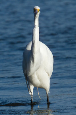 Great Egret with fish