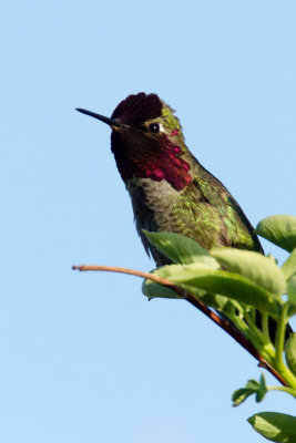 Annas Hummingbird