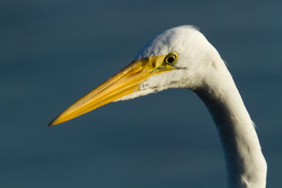 Great Egret