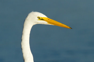 Great Egret