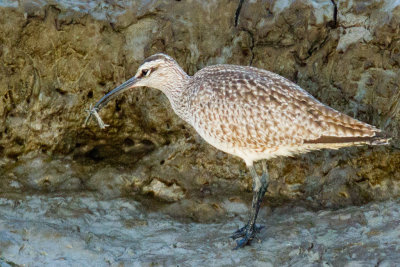 Whimbrel with crab