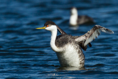 Western Grebe in front of loon