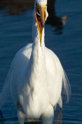 Great Egret swallowing fish