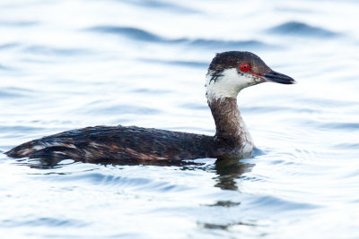 Horned Grebe