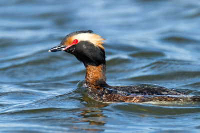 Horned Grebe