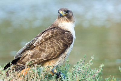 Hawk on coot