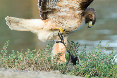 Hawk subduing coot