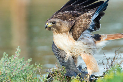 Hawk subduing coot