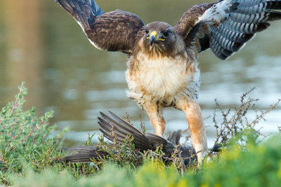 Hawk subduing coot