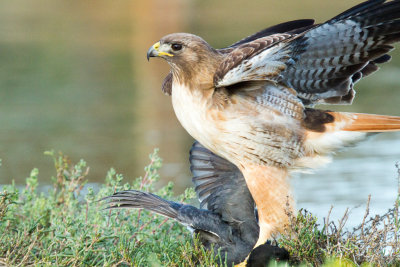 Hawk subduing coot