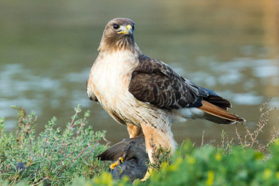 Hawk on coot