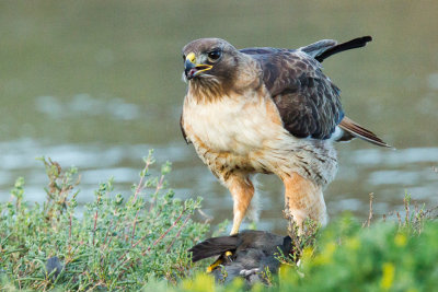 Hawk starting to eat coot