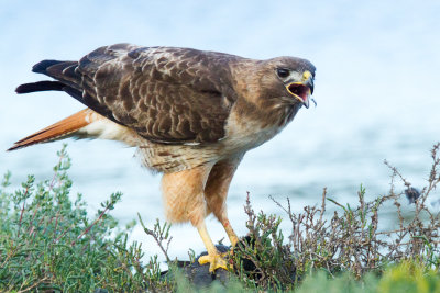 Hawk eating coot