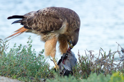 Hawk eating coot