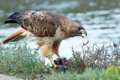 Hawk eating coot