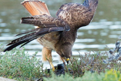 Hawk eating coot