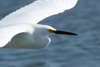 Snowy Egret