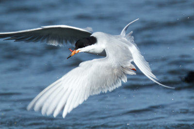 Forster's Tern emerging with catch