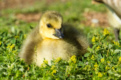 Canada Goose Gosling