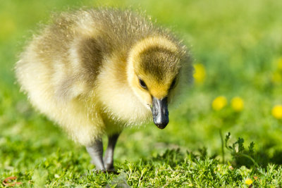 Canada Goose Gosling