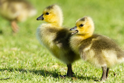 Canada Goose Goslings