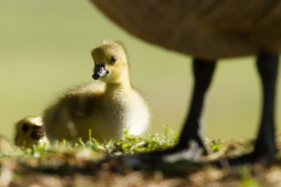 Canada Goose Gosling