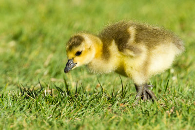 Canada Goose Gosling