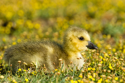 Canada Goose Gosling