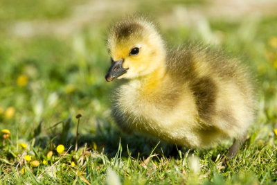 Canada Goose Gosling