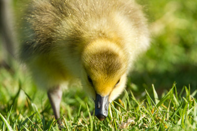 Canada Goose Gosling