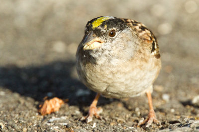 Golden-crowned Sparrow