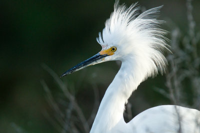 Snowy Egret