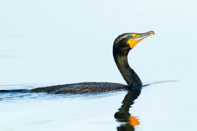 Double-crested Cormorant