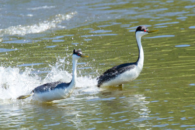 Western Grebes at end of dance